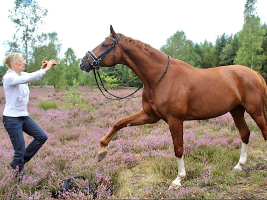 Kleine Tanzeinlage mit »Beau« in der Heide