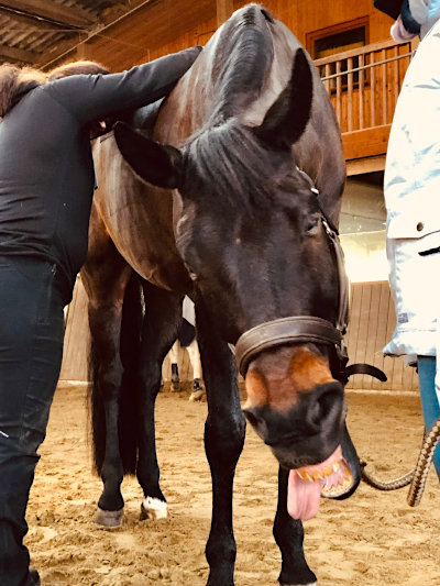 Scotty tiefenentspannt nach der Massage