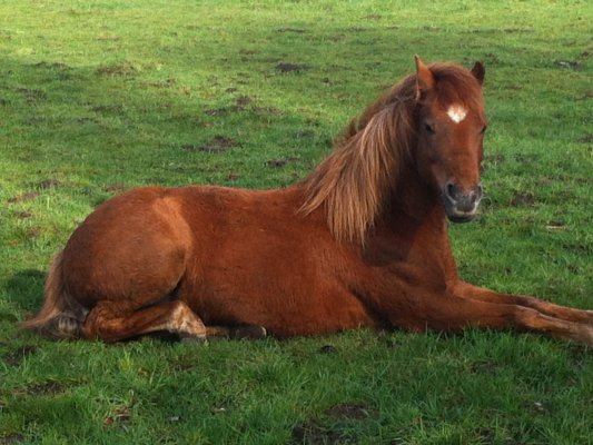 Junior in der Morgensonne