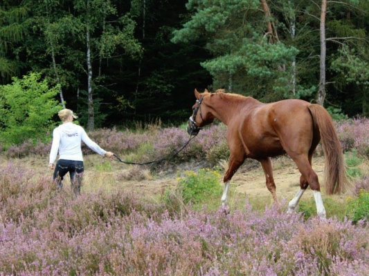 Urlaub mit Beau in der Heide