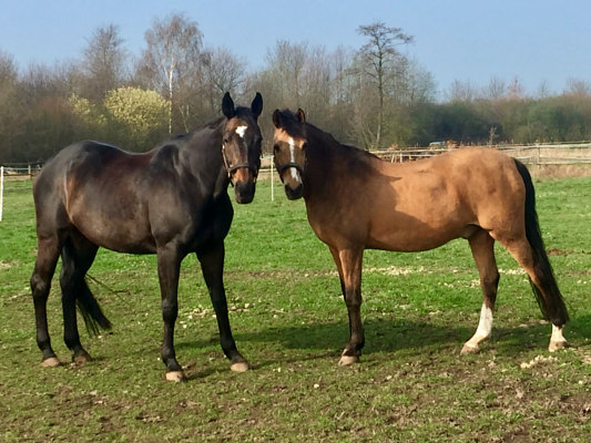 Label & ihr bester Freund Holly