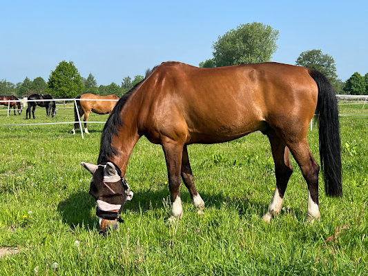 Sommerweide