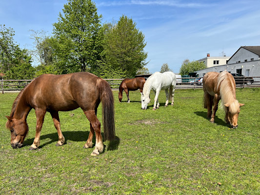 Unsere kleine »Pony-Gang«