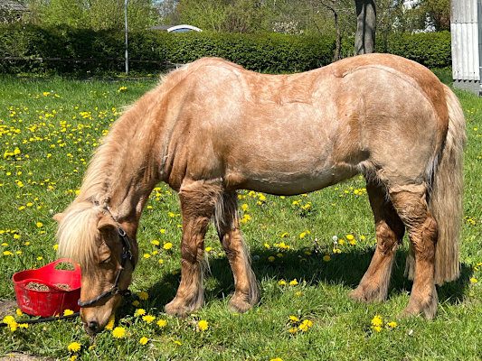 »Cassy« frühstückt im Grünen