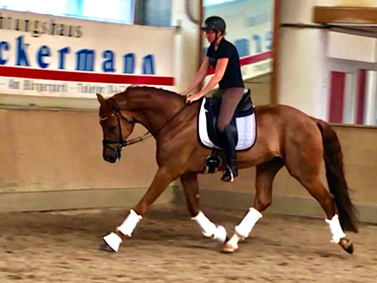 Auswärts »Training« / Fremdpferde reiten