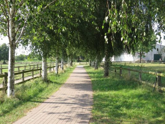 Der Weg zu den Weiden