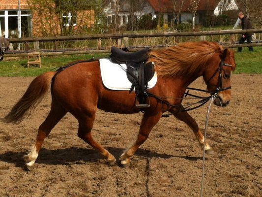 Training an der Longe